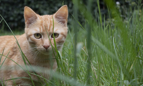 Little cat in the grass looks at the camera