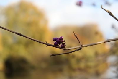 Close-up of flower growing on tree against sky