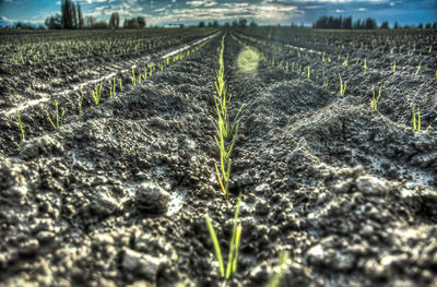 Close-up of agricultural field