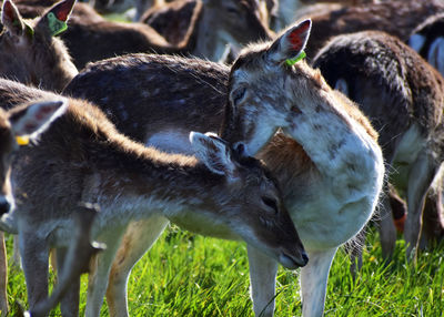 Deer grazing on field