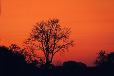 Silhouette bare tree against orange sky