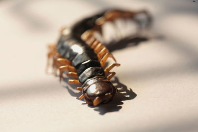 Close-up of insect on table