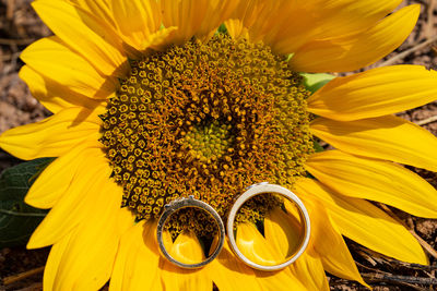 Close-up of sunflower