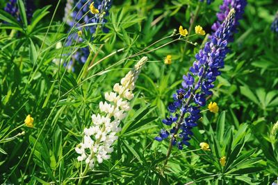 Close-up of purple flowering plants