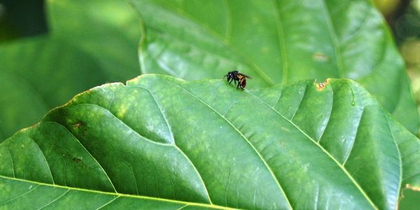 Close-up of insect on leaf