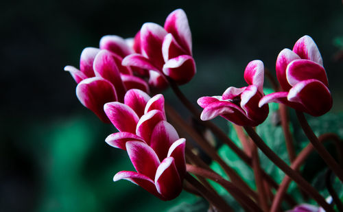 Close-up of beautiful magenta flowers with white edges on the petal