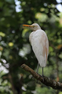 Close-up of white heron perching on branch