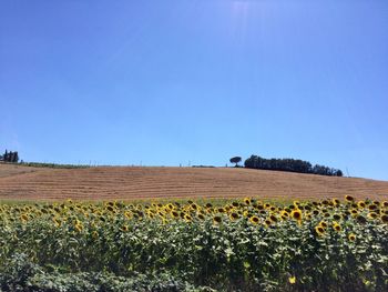 Plants growing on field against blue sky