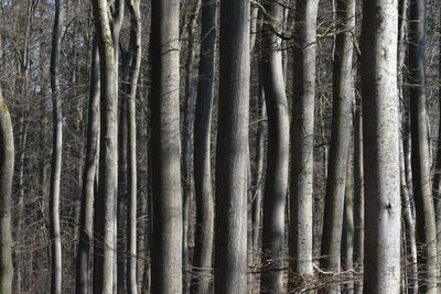 Full frame shot of wood