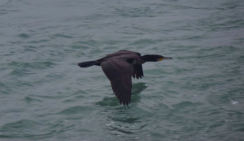 Bird flying over sea