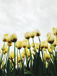 Low angle view of yellow flowering plants against sky