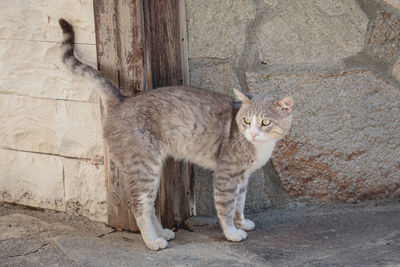 Stray cat lying down on paving stones