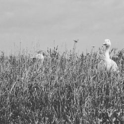 Birds on field against sky