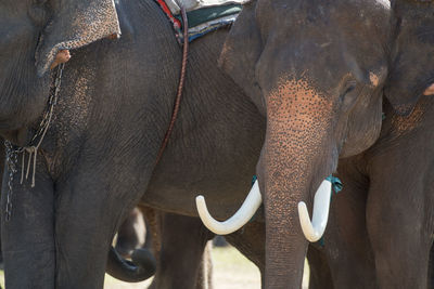 Elephants on field