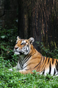 Tiger sitting pose in a forest