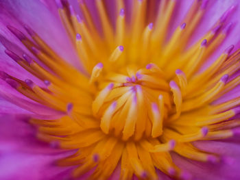 Close-up of purple flower