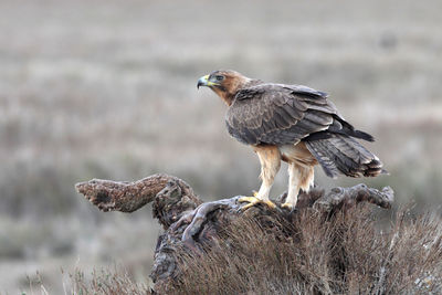 Close-up of bird perching on a tree