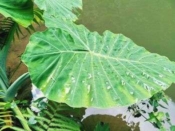 Close-up of green leaf