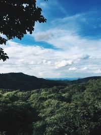 Scenic view of forest against sky