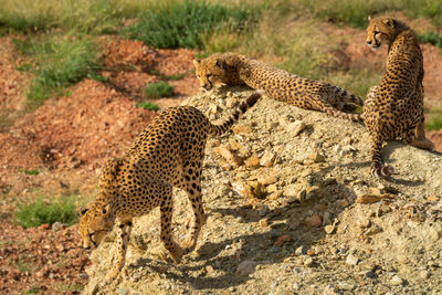 Two cubs watch cheetah descend gravel pile
