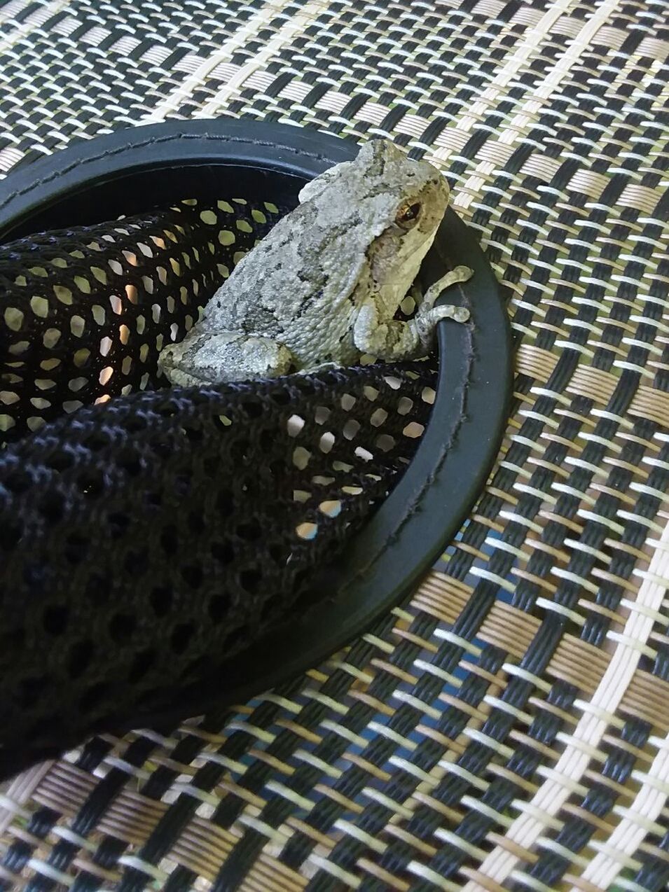 no people, close-up, high angle view, day, metal, pattern, outdoors, sunlight, nature, one animal, animal, vertebrate, animal themes, still life, container, grid, animal wildlife, wicker, basket, wheel