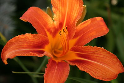 Close-up of orange day lily