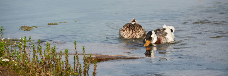 Ducks swimming in lake