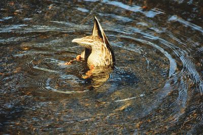 Close-up of duck swimming in lake