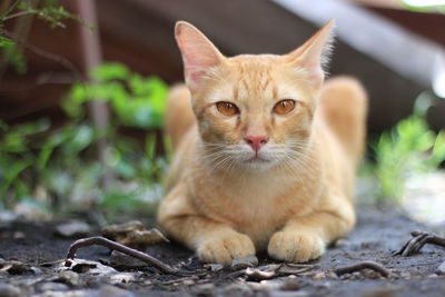 Portrait of cat relaxing outdoors