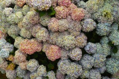 Multi colored hydrangeas blooming outdoors