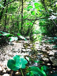 High angle view of plants in forest