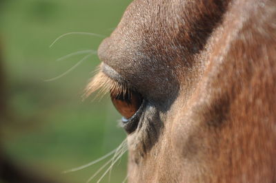 Close-up of a horse