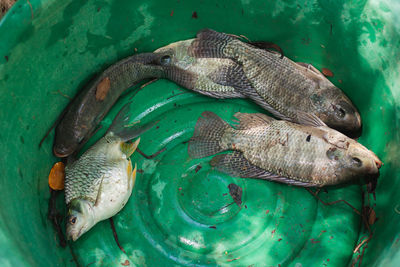 High angle view of fish swimming in sea