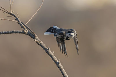 Close-up of a bird flying