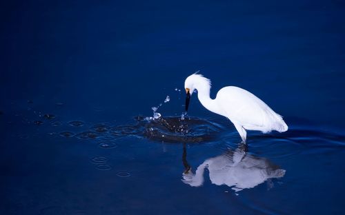 Bird flying over lake