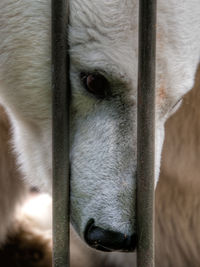 Close-up portrait of polar bear