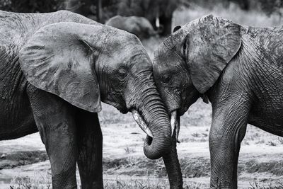 Close-up of elephant