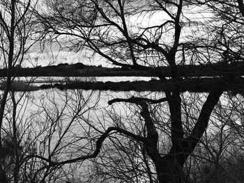 Bare tree by lake against sky
