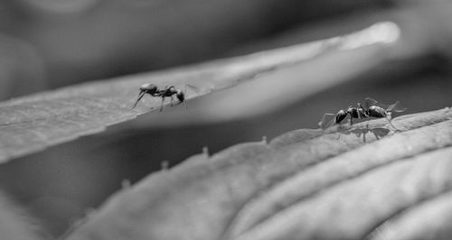 Close-up of ant on leaf