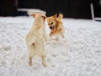 White dog running on snow covered land