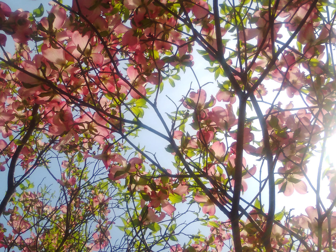 LOW ANGLE VIEW OF FLOWERING TREE