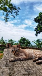 Cat resting on a tree