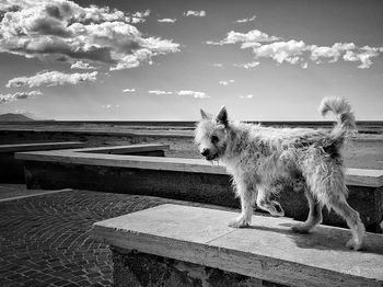 Dog looking away while sitting on bench