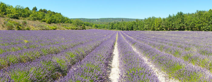 Scenic view of lavender field against sky