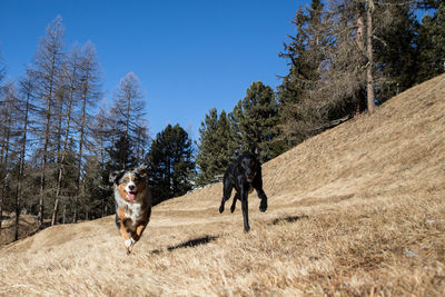 Dog on landscape against clear sky