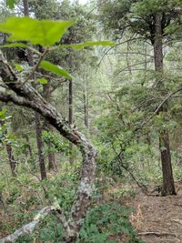 Trees in forest