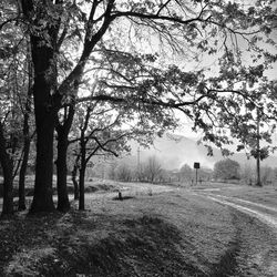 Scenic view of trees on field