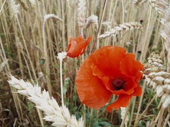 Close-up of orange poppy on field