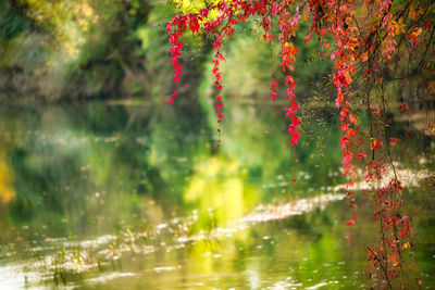 Close-up of red flowering plant against water