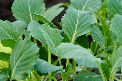 leaf